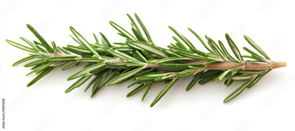Top View of Fresh Rosemary Isolated on White Background, Aromatic Herb, Detailed Rosemary Sprigs, Natural Rosemary Leaves, High-Quality Herb Image, Culinary Ingredient