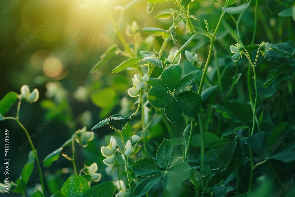 Fresh green bean plants growing in the garden have graceful flowers and lush green leaves. Fresh green bean plants growing in the garden have graceful flowers and lush green leaves.
