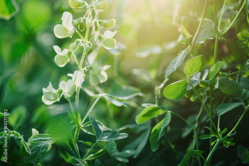 Fresh green bean plants growing in the garden have graceful flowers and lush green leaves. Fresh green bean plants growing in the garden have graceful flowers and lush green leaves.