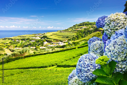 Hydrangea flowers with a field of Cha Porto Formoso tea plantation and the village Porto Formoso on the slope of a hill, Sao Miguel, Azores, Europe.