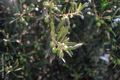 Green olives growing in oli...