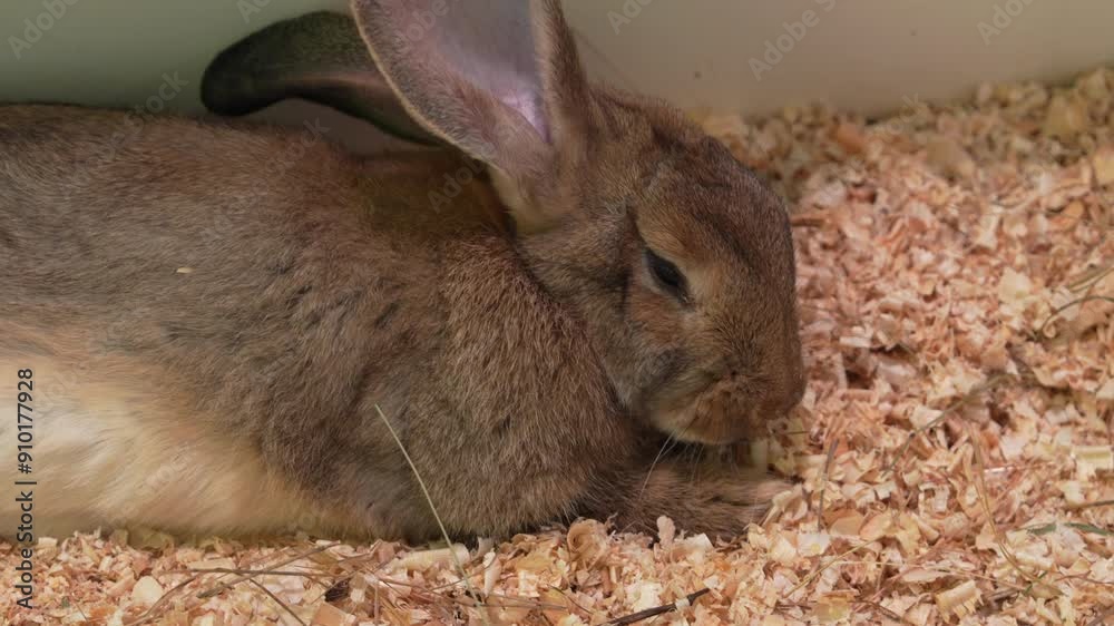 Rabbit Resting Comfortably in Cozy Nest of Shredded Wood Shavings at Home Rabbit Resting Comfortably in Cozy Nest of Shredded Wood Shavings at Home