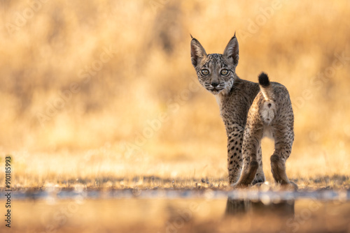 Iberian Lynx Cublooking at you