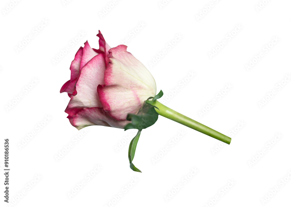 Red rose side view. Beautiful single light flower on stem isolated on white background. Natural object for design to Valentines Day, mother Day, anniversary, wedding Red rose side view. Beautiful single light flower on stem isolated on white background. Natural object for design to Valentines Day, mother Day, anniversary, wedding