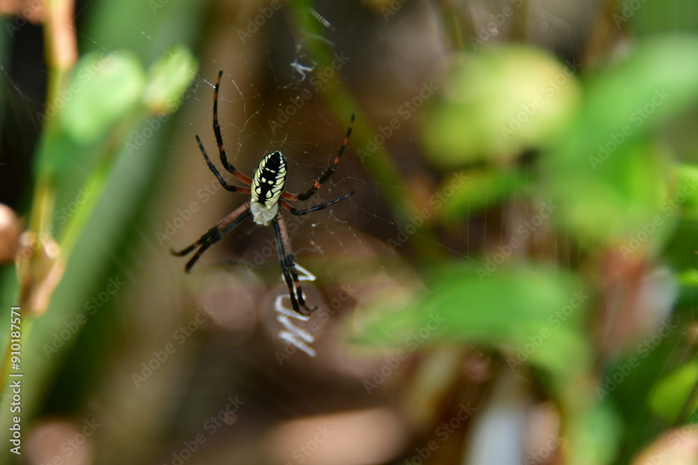 Yellow Garden Spider Yellow Garden Spider