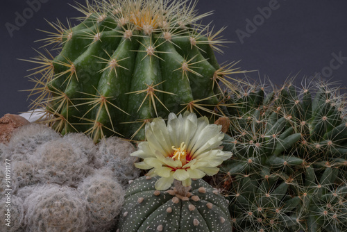 Yellow flower of Astrophytum asterias (Kabuto cactus) with Ferocactus echidne, Mammillaria longimamma and Mammillaria Plumosa on black background. Many beautiful cactus with feathers planted.