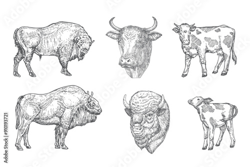 Cow, Beef, Bison, Buffalo Domestic Animals Drawing Hand Drawn Engraving Style Cattle Silhouettes and Heads. Retro Vector illustrations Set Isolated