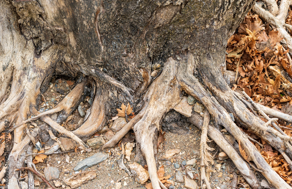 Old Tree with Exposed Roots. Leaves and Stones in Beautiful Nature. Grounded bark, concept. Old Tree with Exposed Roots. Leaves and Stones in Beautiful Nature. Grounded bark, concept.