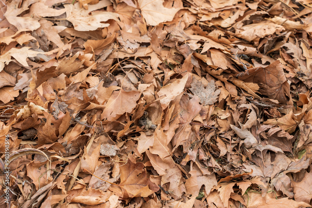 Fallen Brown Leaves on the Ground: Embracing the Arrival of Fall Season. Fallen Brown Leaves on the Ground: Embracing the Arrival of Fall Season.