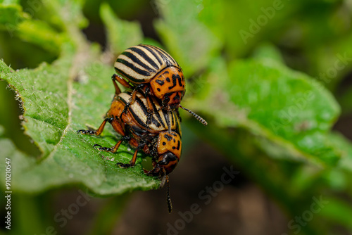 Pair of Colorado potato beetle on a potato plant