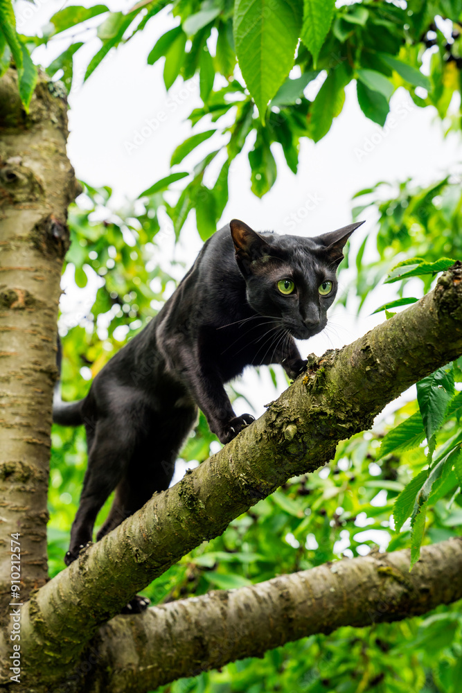 Obraz premium Black cat on the tree 