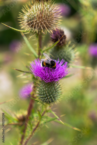 bumblebee in bloom