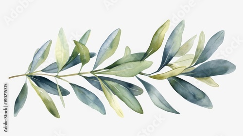 Watercolor illustration of olive branches