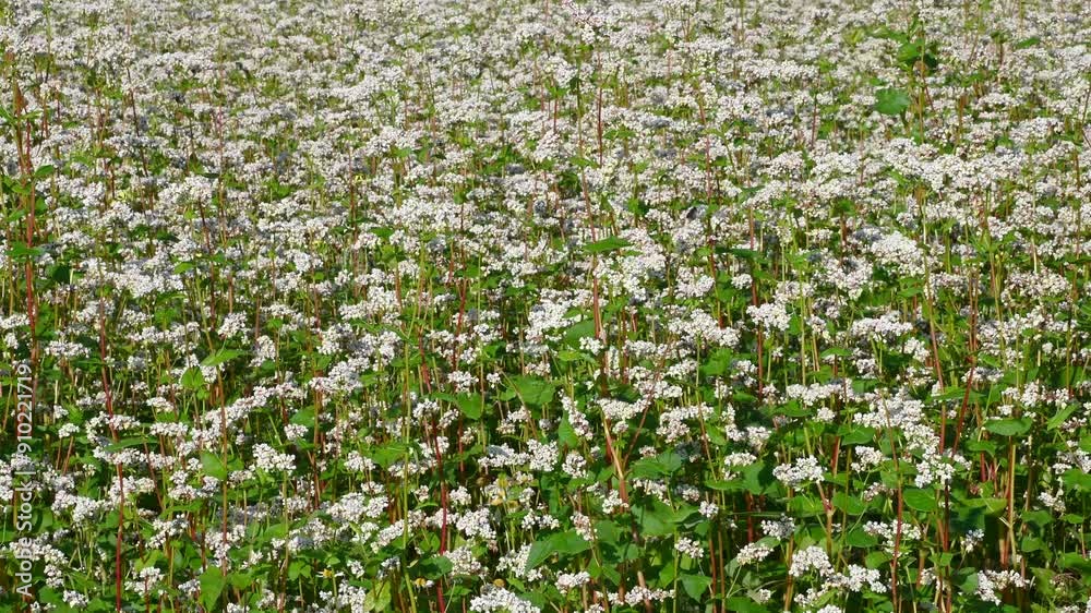 Buckwheat field. White buckwheat flowers sway in the wind. Agricultural crop. Buckwheat field. White buckwheat flowers sway in the wind. Agricultural crop.