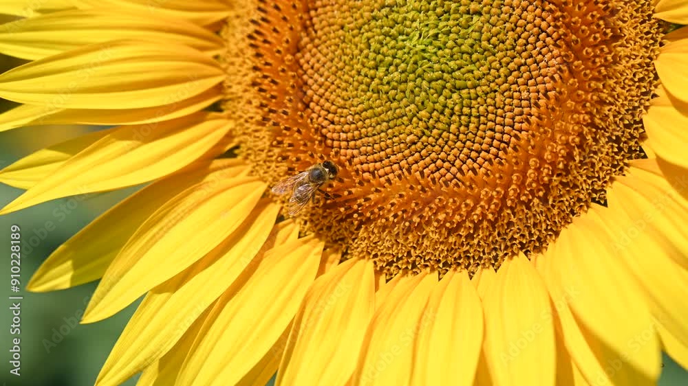 Bees collect pollen on a sunflower flower. Yellow sunflower flowers in the field, close up. Bees collect pollen on a sunflower flower. Yellow sunflower flowers in the field, close up.