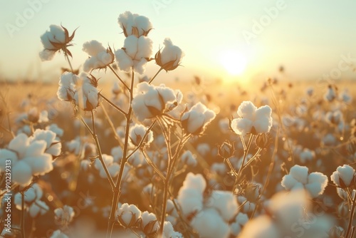 Cotton plants in field at sunrise with soft sunlight photo