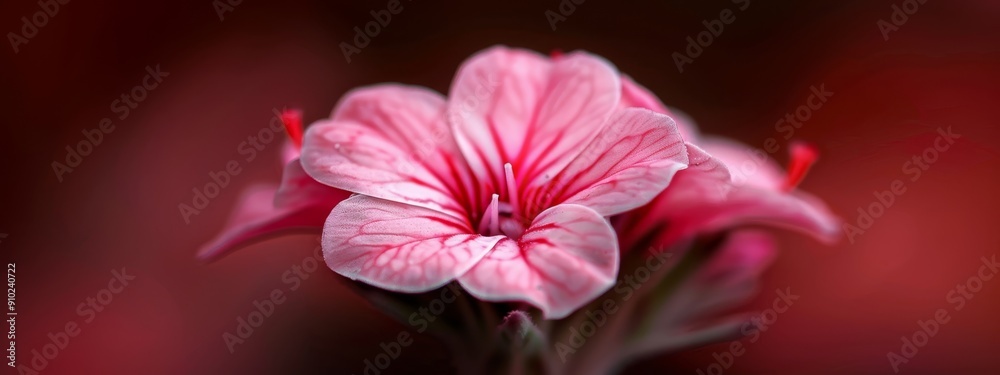 Close-up of a pink flower against a black and red background Blurred image of the flower adds depth Close-up of a pink flower against a black and red background Blurred image of the flower adds depth