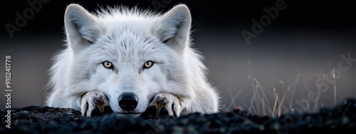  A tight shot of a white wolf's expressive face, with green grass framing it in the foreground and stretching out behind in the backdrop