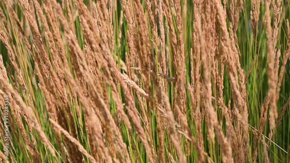 A beautiful ornamental plant sways in the wind. Natural background. A beautiful ornamental plant sways in the wind. Natural background.