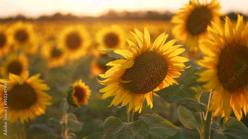 Obraz premium Sunflowers in a field of agriculture at sunset. Sunflower landscape flower concept. Field of sunflowers and flowers. Aerial view of fields of sunflowers and flowers in agriculture lifestyle at sunset.