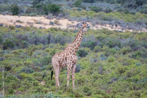 Giraffe in nature enjoying life photo