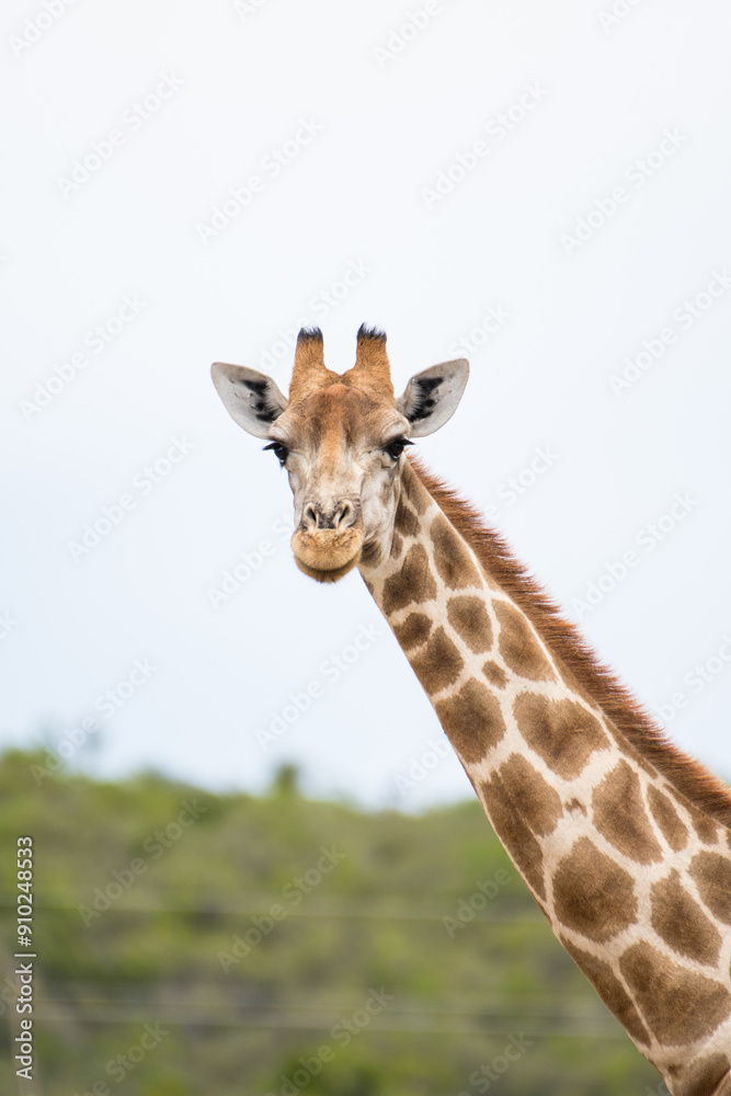 Giraffe in nature enjoying life Giraffe in nature enjoying life