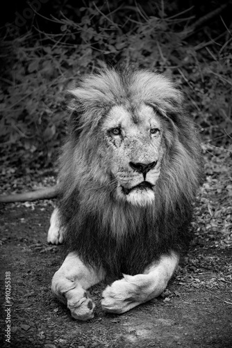 Canvas Print The lion (Panthera leo) is a large cat of the genus Panthera, native to Africa and India