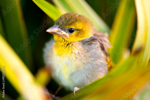 Small baby bird of Village weaver, spotted-backed or black-headed weaver (Ploceus cucullatus), with fluffy yellow plumage on Mauritius island. Chick waiting in the bushes to be fed by its parents.  photo