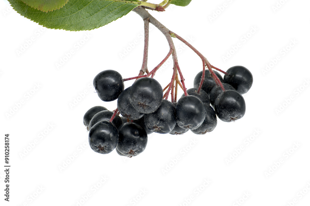 Close-up of black chokeberries (Aronia melanocarpa) on white background Close-up of black chokeberries (Aronia melanocarpa) on white background