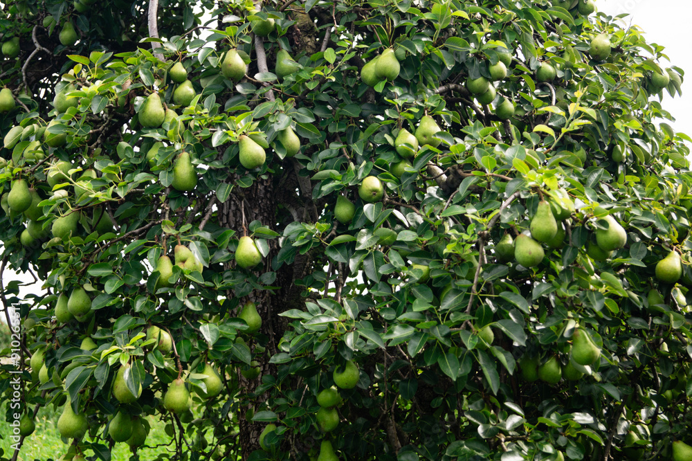 Erntezeit der Früchte im Alten Land in der Nähe von Hamburg Erntezeit der Früchte im Alten Land in der Nähe von Hamburg