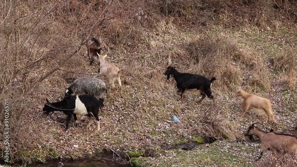 Flock of domestic goats feeding and running on mountain field with river in nature. Flock of domestic goats feeding and running on mountain field with river in nature.