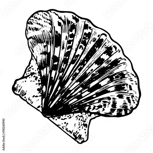 Sea shell sketch hand drawn. Pectinida scallop. Bivalve shells of sea creature, mollusk seashell. Souvenir from summer holiday on the beach. Vector graphics illustration.