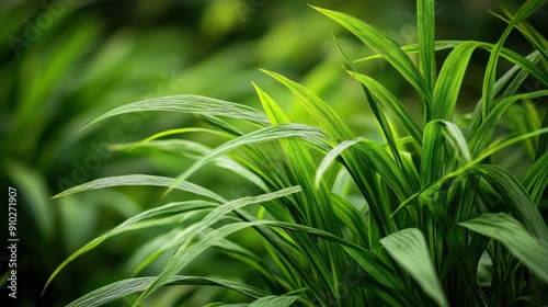 The medicinal green plant citronella or the Latin name cymbopogon nardus background wallpaper AI generated image