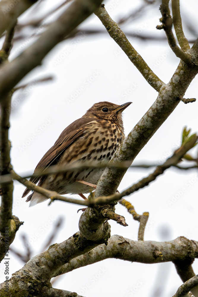 Song Thrush (Turdus philomelos) - Commonly found in woodlands and parks Song Thrush (Turdus philomelos) - Commonly found in woodlands and parks