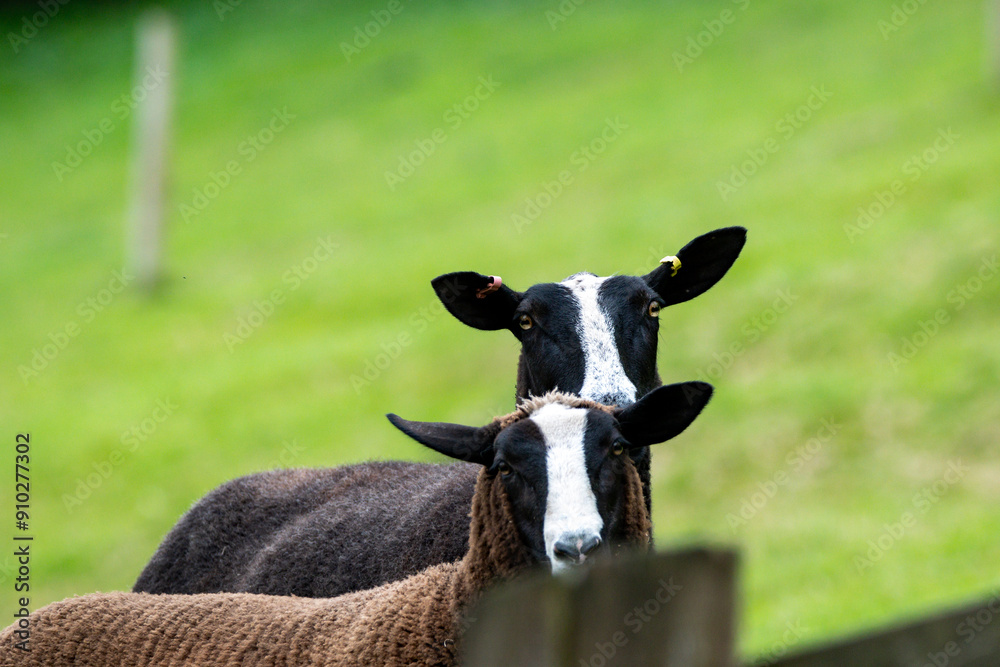 Two Zwartble black sheep look to camera. Selective focus on the furthest sheep. . Farm animal. Livestock. Wool. Two Zwartble black sheep look to camera. Selective focus on the furthest sheep. . Farm animal. Livestock. Wool.