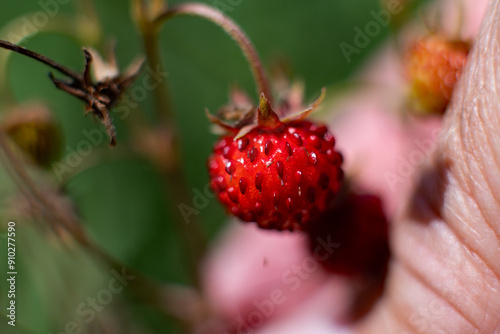 Wild Strawberries. Very small new baby strawberries. 