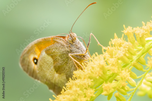 Kleines Ochsenauge auf leuchtenden Blüten photo