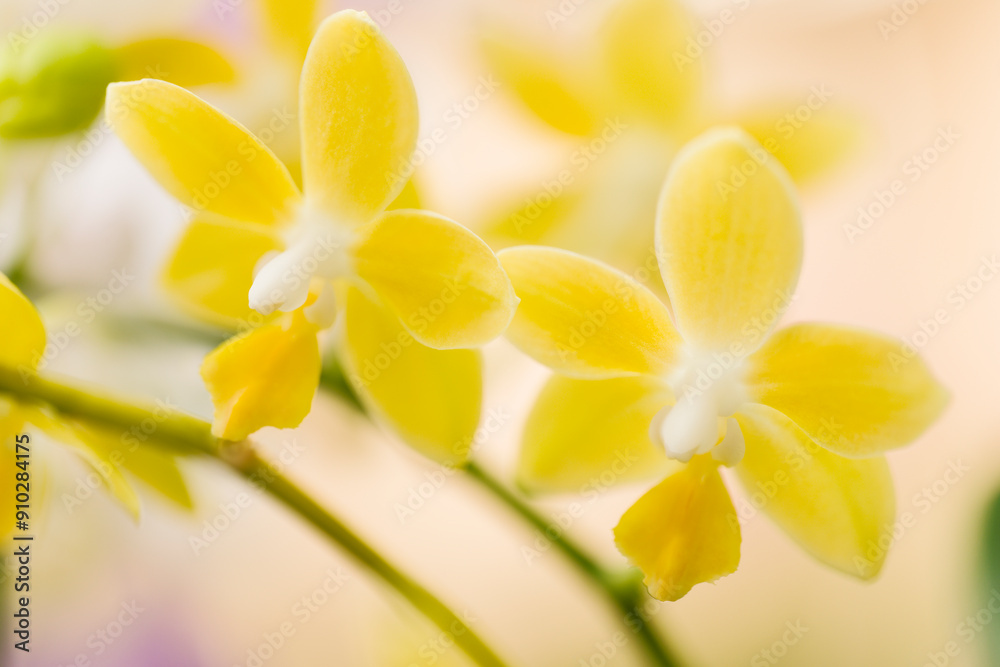 Fototapeta premium Phalaenopsis Orchid Mini Lemon Drops 'Sweetheart'