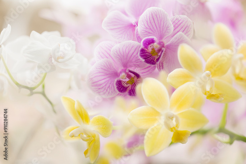 Phalaenopsis Orchid Mini Lemon Drops 'Sweetheart' 