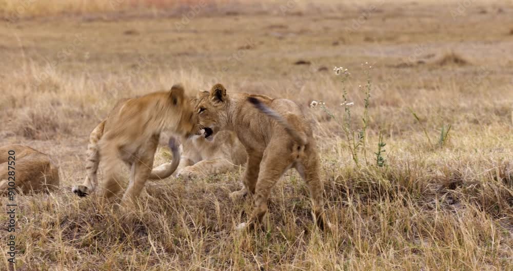 Close-up. Two cute young lion cubs playing with each other. More cubs in background Close-up. Two cute young lion cubs playing with each other. More cubs in background
