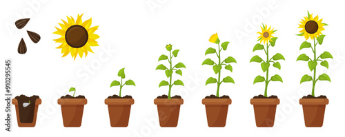 Cartoon sunflower growth. Plant in pot and ground growing from seed to flower. Farming and planting, sprout floral step by step neoteric vector scene