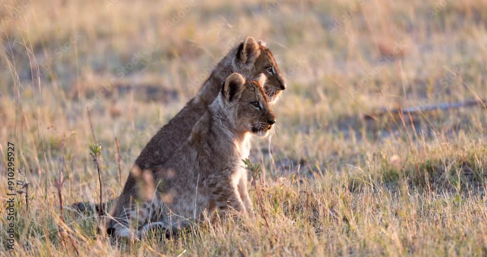 Cose-up. Two cute young lion cubs sitting and looking into the African bush Cose-up. Two cute young lion cubs sitting and looking into the African bush