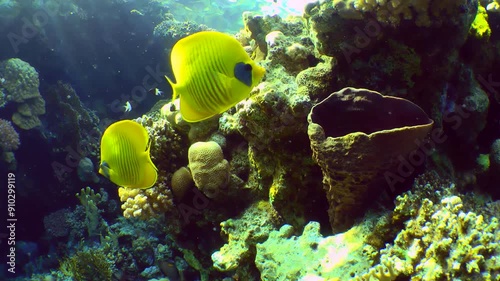 A bright pair of Addis butterflyfish (Chaetodon semilarvatus) against a coral reef background in backlight, close-up.