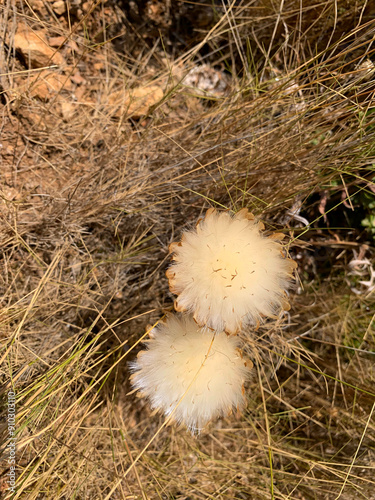 Fleur de chardon à l'étape de grainage dans le sud de la france en plein été photo