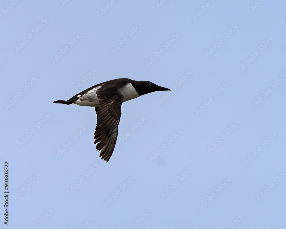 Common murre, Uria aalge, in Hornøya, Norway Common murre, Uria aalge, in Hornøya, Norway