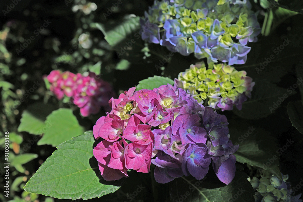Colorful hydrangeas in garden, close up. Purple blue pink hydrangea flowers on counter in store. Many Hydrangea macrophylla Blossom, closeup Colorful hydrangeas in garden, close up. Purple blue pink hydrangea flowers on counter in store. Many Hydrangea macrophylla Blossom, closeup