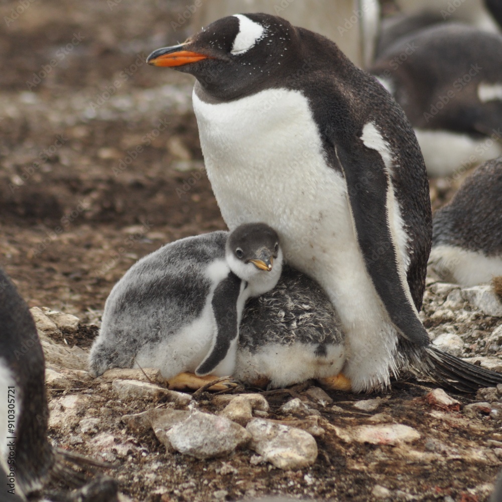 Fototapeta premium Penguin with chicks.