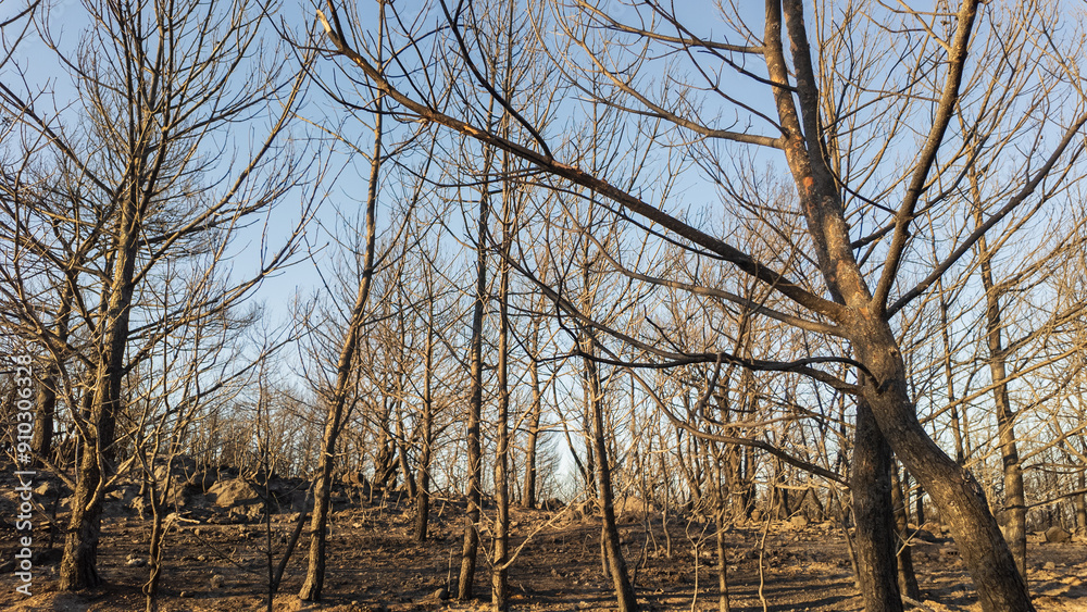 Obraz premium Completely burnt trees after fire in a forest . High quality photo