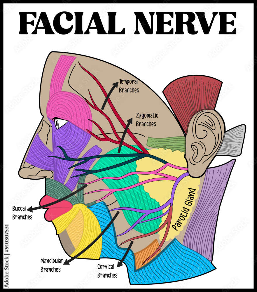 Poster Human Facial Nerve Structure Scheme Diagram Schematic Vector Poster Human Facial Nerve Structure Scheme Diagram Schematic Vector