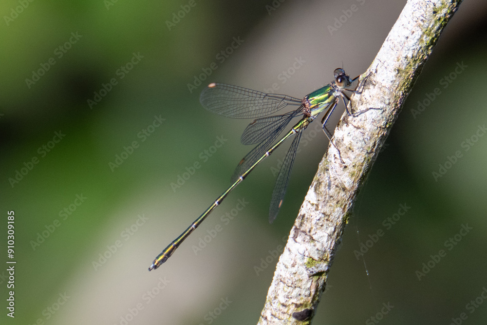 A willow emerald damselfly resting on a willow branch A willow emerald damselfly resting on a willow branch